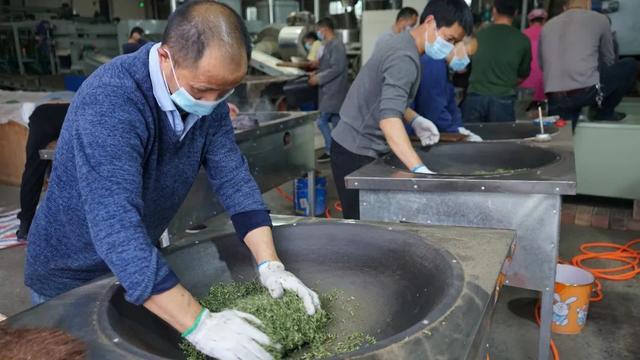 在名山区各地茶园,茶农抢抓时节采摘春茶,而茶叶加工企业也开足马力